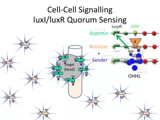 cell cell signalling